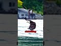 Der Weißkopfseeadler (Haliaeetus leucocephalus, #edit #adler