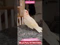 Cockatoo Parrot Laughing ll Cockatoo Parrot Happy ll Bhari Pets ll भारी पैट्स ll