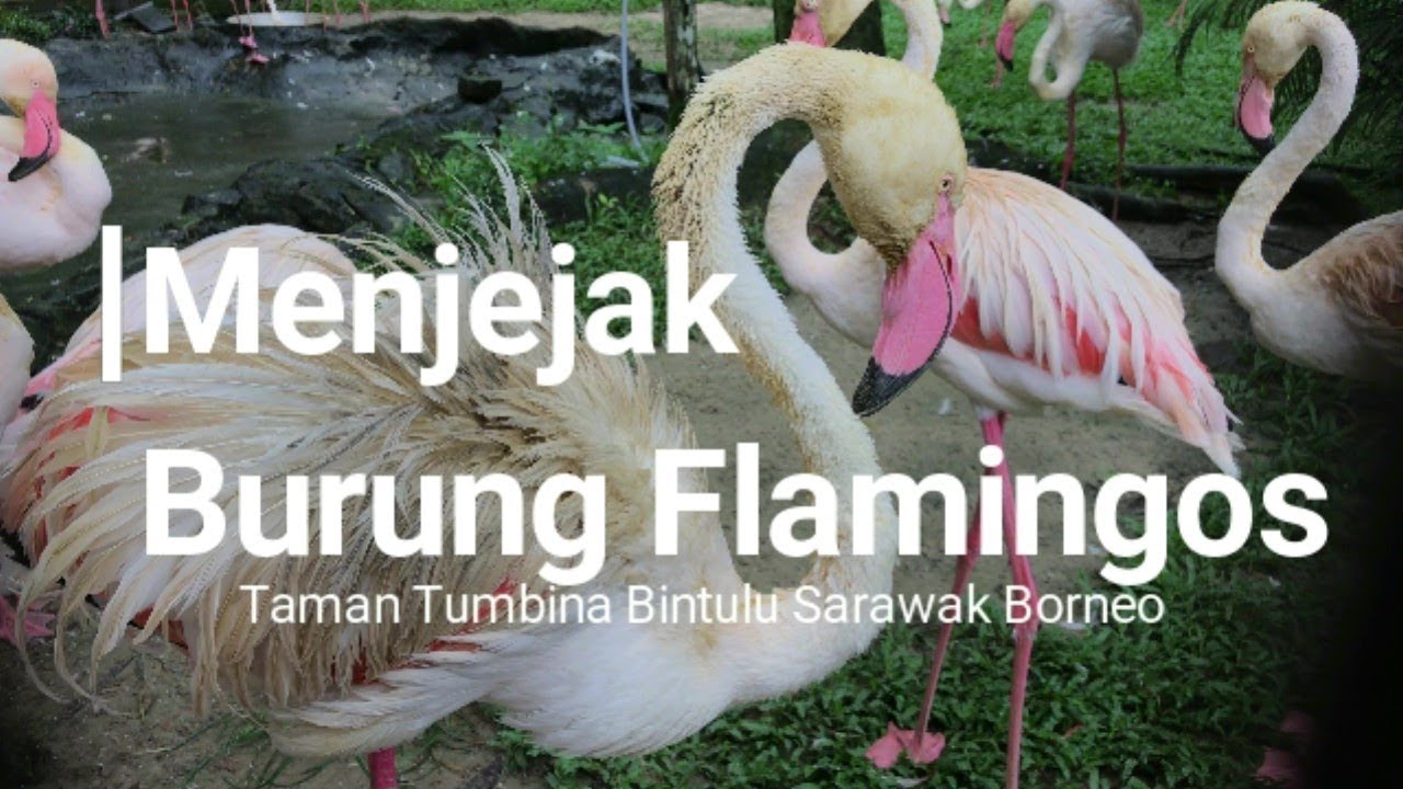 See The Flamingo Birds Menjejak Burung Flamingo Youtube