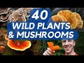 40 edible mushrooms and plants you can forage
