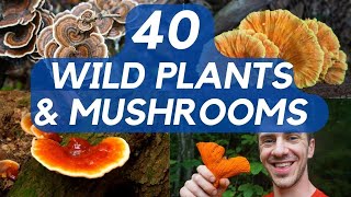 40 Edible Mushrooms and Plants You can Forage!