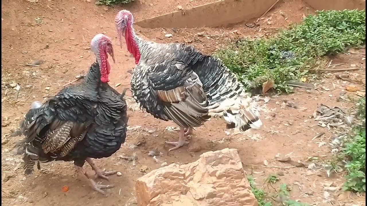 Turkeys for Sell