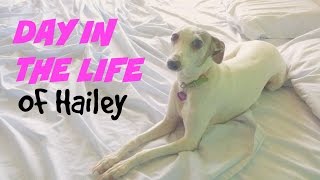 Day in the Life of My Italian Greyhound!
