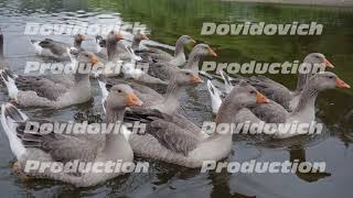 Wild White Geese Swim To Meet Along The Southern Ural River. The Nature Of Russia.