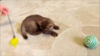 Британский шоколадный котенок Anika (Аника). Милая веселая малышка! Британский шоколадный котенок Anika (Аника). Милая веселая малышка!