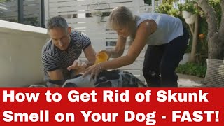 How To Get Rid Of Skunk Smell On Your Dog  FAST! [Quick Guide]