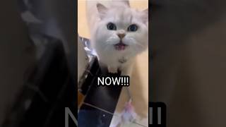 funny cat turns into angry fluff cat meme shorts