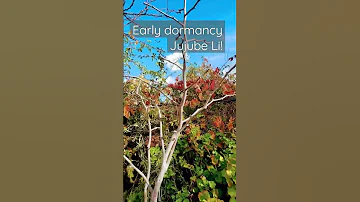 Jujube Li Has Early Dormancy Began In Nov Now Dec 4 2022 And Looks Amazing With Zig Zag Branching 
