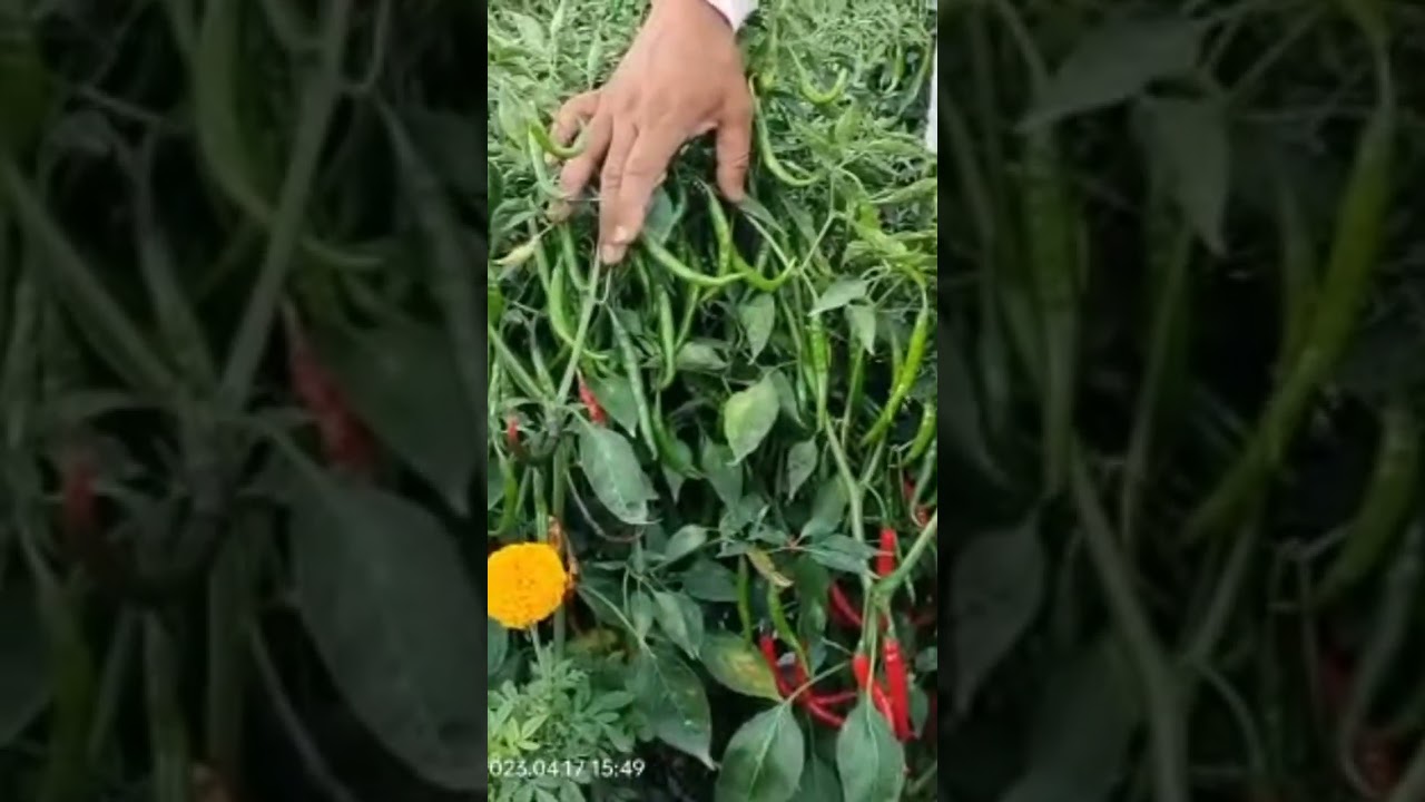 AK 47 Mirchi || AK 47 Mirchi