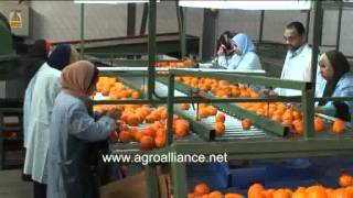 фрукты оптом.flv(, 2011-10-26T19:11:49.000Z)
