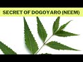 Dogoyaro Neem Benefits You Don T Want To Miss