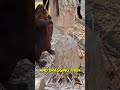 كيف تبني القنادس سدود ا ضخمة