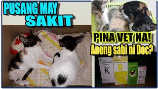 Anong Sabi Ng Vet Doctor? | Gamot Sa Mga Pusang May Sakit