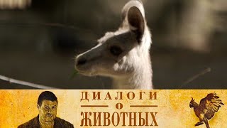 Новосибирский зоопарк. 5-я серия // Диалоги о животных  @SMOTRIM_KULTURA