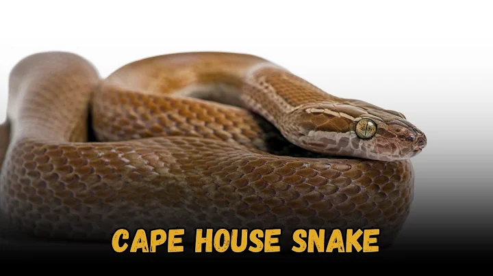 Cape House Snake, best Friendly Pet Snakes Buying Cost, Diet, Care Sheet Guide for Beginners