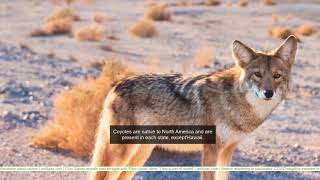 Coyote that terrorized Bay Area is euthanized following capture