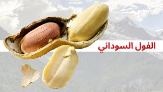 حفنة من الفول السوداني تفعل ذلك بجسمك | ما هي فوائد الفول السوداني؟