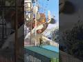 One Brave anti-stinger Soilder destroy a jet #shortsfeed #reels #shortsvideo