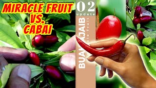 Cabai Jadi Manis Kalau Makan Miracle Fruit Si Buah Ajaib?