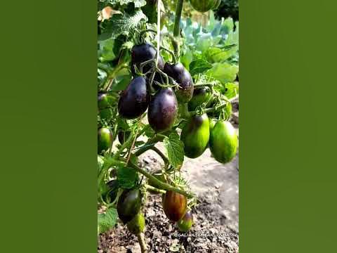 ГНОМ БОЙ С ТЕНЬЮ 🍅🍅🍅 #семенатоматов#дача#помидоры#домавместе#сад - YouTube
