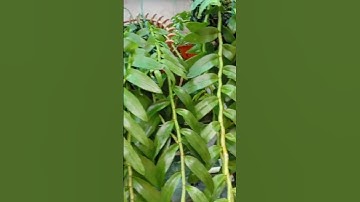 Cách chăm sóc cây lan Phi Điệp