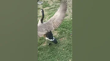 Canadian goose running and flapping its wings in slow motion.