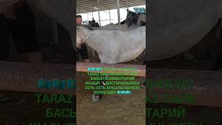 БАЙТАЛ | ЖЫЛҚЫ | АЙҒЫР | МАЛ БАЗАР ҚАЗАҚСТАН 2023  #байтал #жылкы #horse