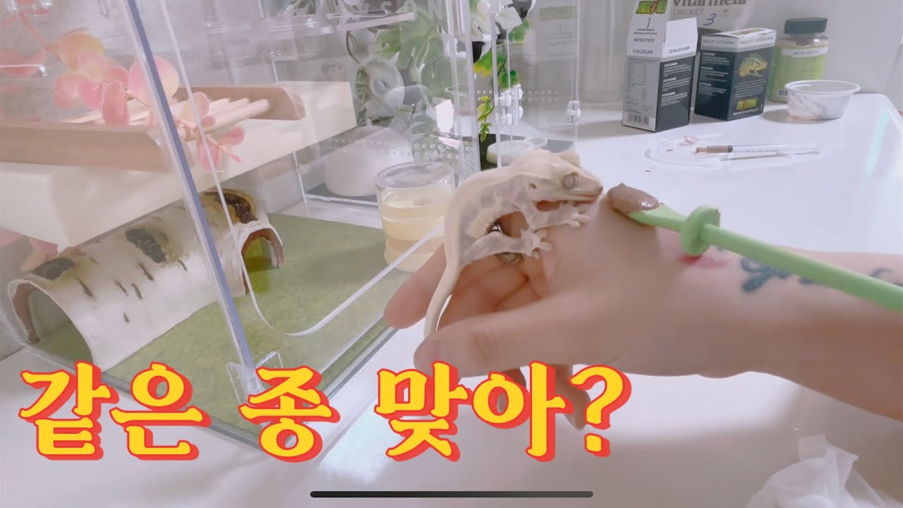크레스티드게코 먹이반응 비교 | 같은 종 맞아? 8개월 vs 23일 반응 차이 🦎