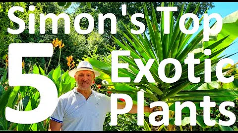 Tropical Gardens UK: Simon's Top 5 Cold Hardy, Tropical Effect, Exotic Plants