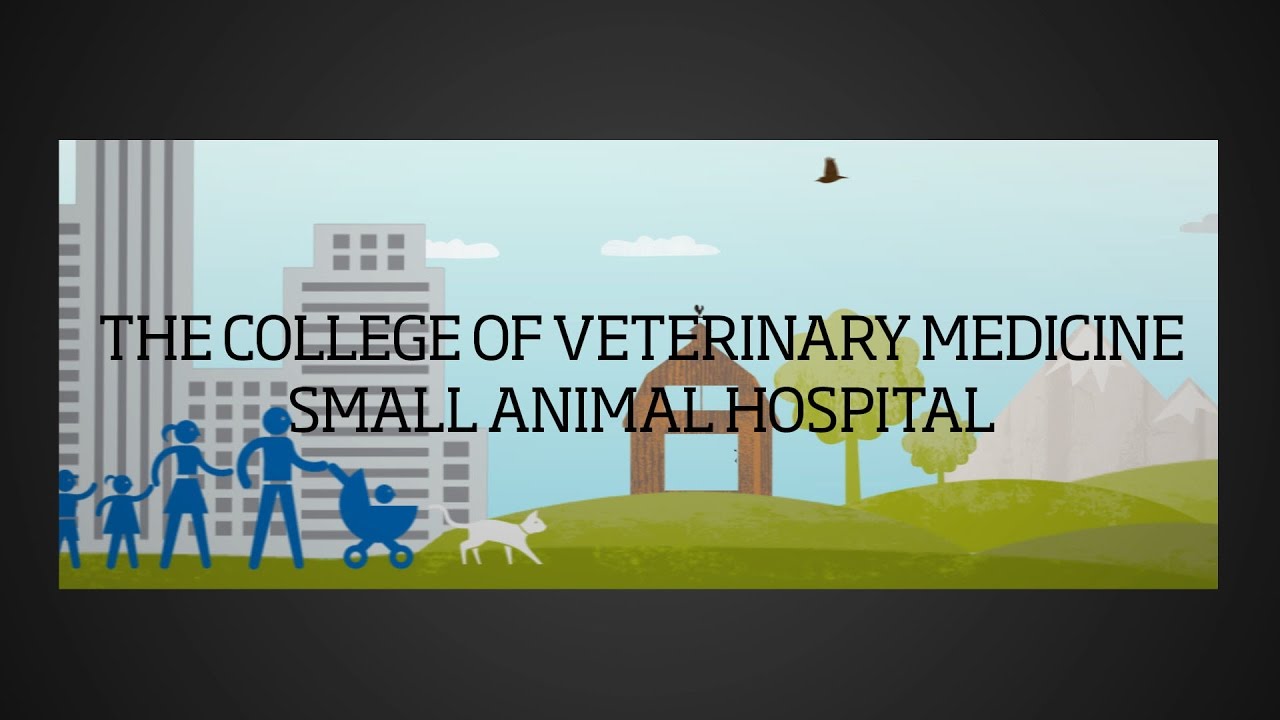 The College of Veterinary Medicine Small Animal Hospital YouTube