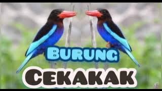 Suara Burung Cekakak Gacor untuk Masteran dan pikat