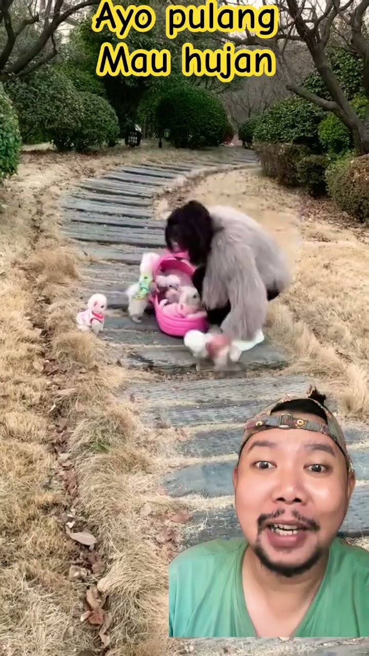 AYO PULANG MAU HUJAN!!!!? #dog #pets #puppy #cute #shortsfeed