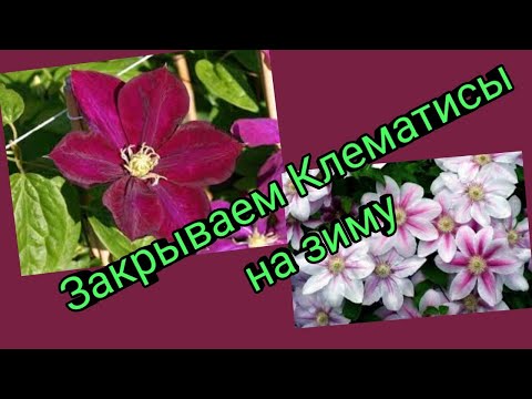 Три способа укрытия Клематиса на зиму.