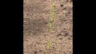Newly Seeded Switchgrass Emerging like a Field Crop