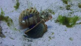 Notdunroamin: Gurnard Lionfish at Siaba Besar, Komodo NP, Indonesia @Notdunroamin