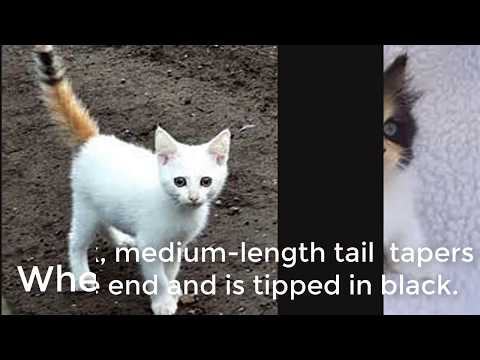 calico-cats-documentary-|-why-most-of-them-are-female.