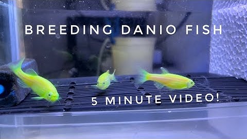 How To Breed Danio Fish