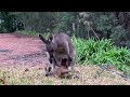 Mother Kangaroo Kicks Joey out of Her Pouch