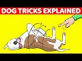 How To Teach Your Dog to Roll Over (And 9 Other Cool Dog Tricks Explained)