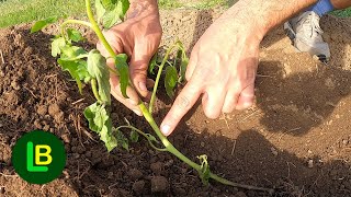 Plant tomatoes like this and you will harvest buckets full of fruit