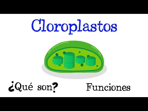 Video: ¿Dónde se encuentran las moléculas de clorofila dentro del cuestionario de cloroplastos?