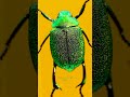 This Beetle S Drip Is INSANE This Beetle S Drip Is INSANE