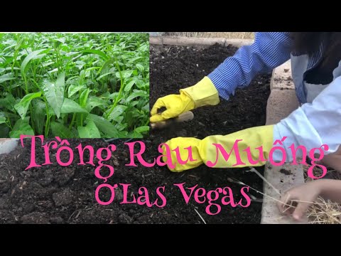 Video: Làm vườn ở Las Vegas - Khi nào thì trồng ở vườn ở Las Vegas