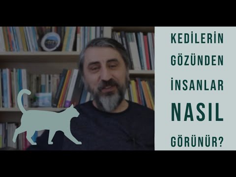 Video: Köpeklerde Ve Kedilerde Gaz: Fetid Flatulans Ile Başa Çıkmak