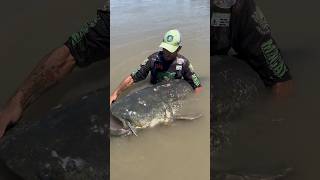 Release world record 285 cm Catfish…river po Italy 🇮🇹 #shorts