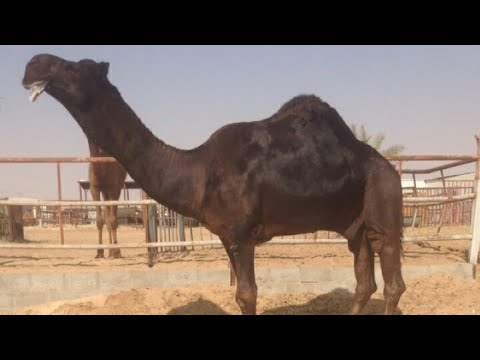 بعير مجهم للبيع التفاصيل تم البيع