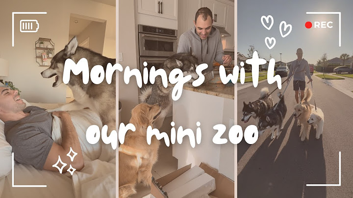 A Chaotic and Realistic Morning with SIX Animals!