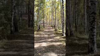 Тропа Nobel и студенческая тропа в горах Алматы!#shorts#алматыказахстан#горыалматы