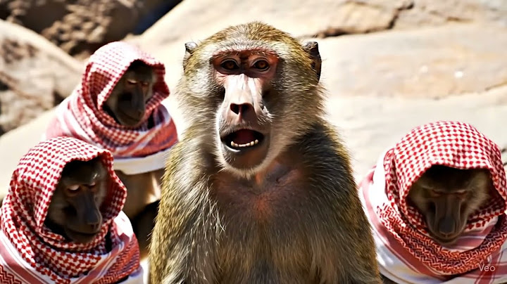 السلام عليكم، نحن قرود قنا عسير. سمعنا أن قرود الطائف لم يأخذوا ابن عمنا. افرحوا بالانتقام والرد