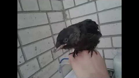 Кормление птенца галки Игоря
